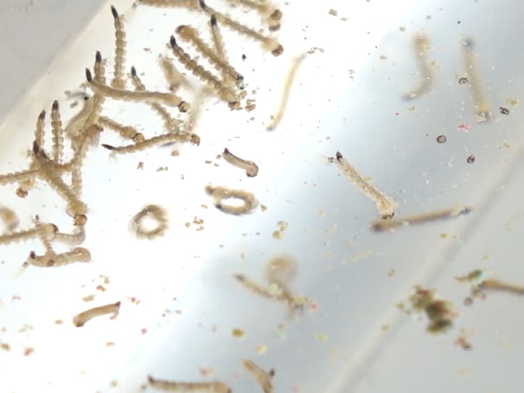 Maintaining Aedes aegypti Mosquitoes Infected with Wolbachia