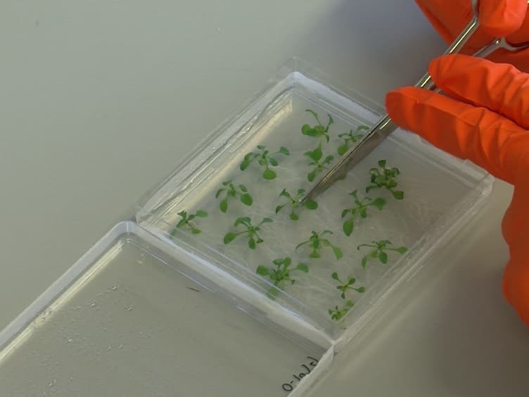 Real-time In Vivo Recording of Arabidopsis Calcium Signals During Insect Feeding Using a Fluorescent Biosensor
