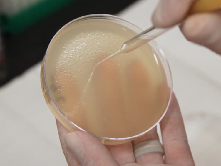 Synthesis of Infectious Bacteriophages in an <em>E. coli-</em>based Cell-free Expression System