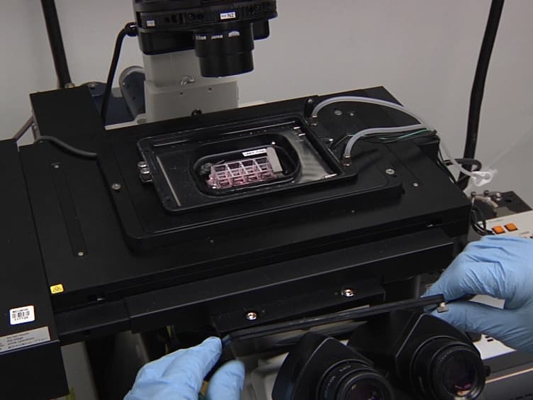 Application of Laser Micro-irradiation for Examination of Single and Double Strand Break Repair in Mammalian Cells