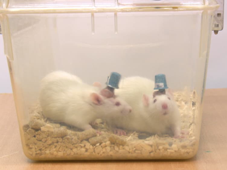 A Wireless, Bidirectional Interface for In Vivo Recording and Stimulation of Neural Activity in Freely Behaving Rats