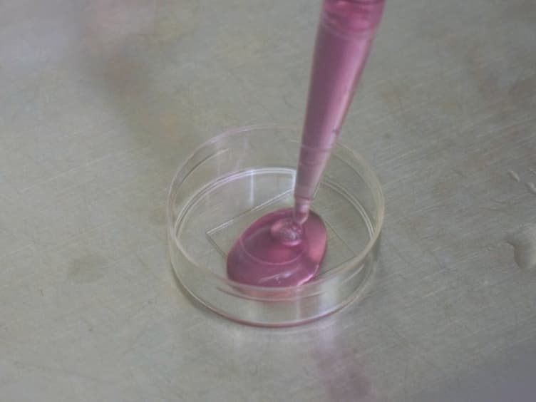 <em>In Vitro</em> and <em>In Vivo</em> Detection of Mitophagy in Human Cells,<em> C. Elegans</em>, and Mice
