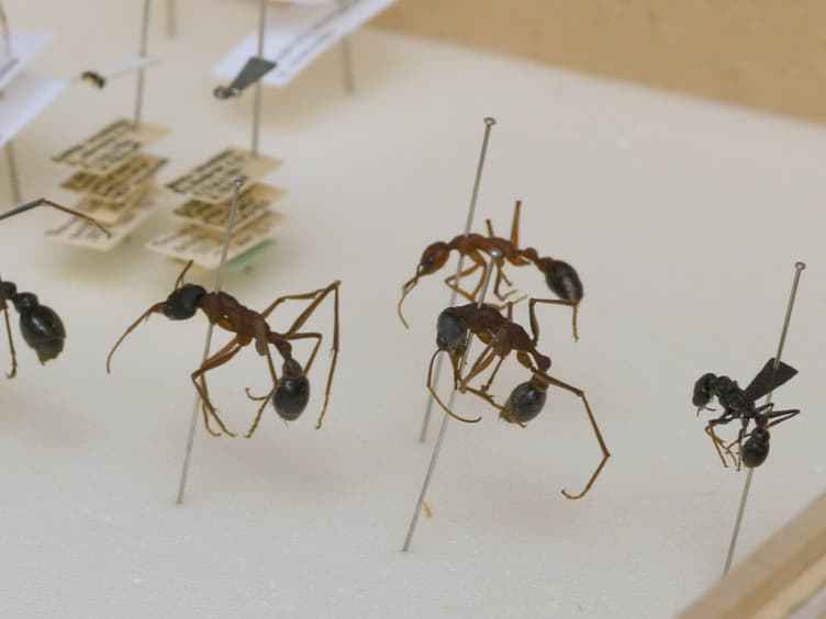 Techniques for Investigating the Anatomy of the Ant Visual System
