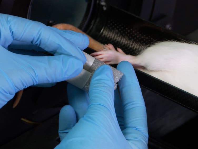 Proper Positioning and Restraint of a Rat Hind Limb for Focused High Resolution Imaging of Bone Micro-architecture Using In Vivo Micro-computed Tomography