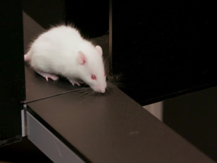 Testing Animal Anxiety in Rats: Effects of Open Arm Ledges and Closed Arm Wall Transparency in Elevated Plus Maze Test