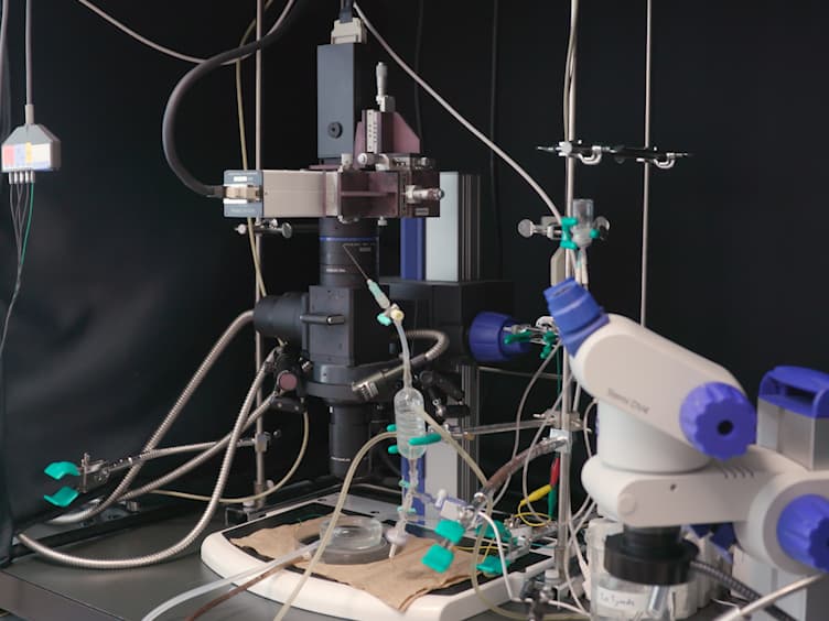 Electrophysiological Assessment of Murine Atria with High-Resolution Optical Mapping