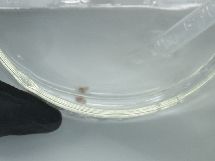 A Protocol for Decellularizing Mouse Cochleae for Inner Ear Tissue Engineering