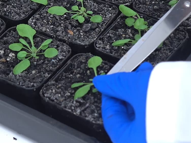 Isolation and Respiratory Measurements of Mitochondria from Arabidopsis thaliana