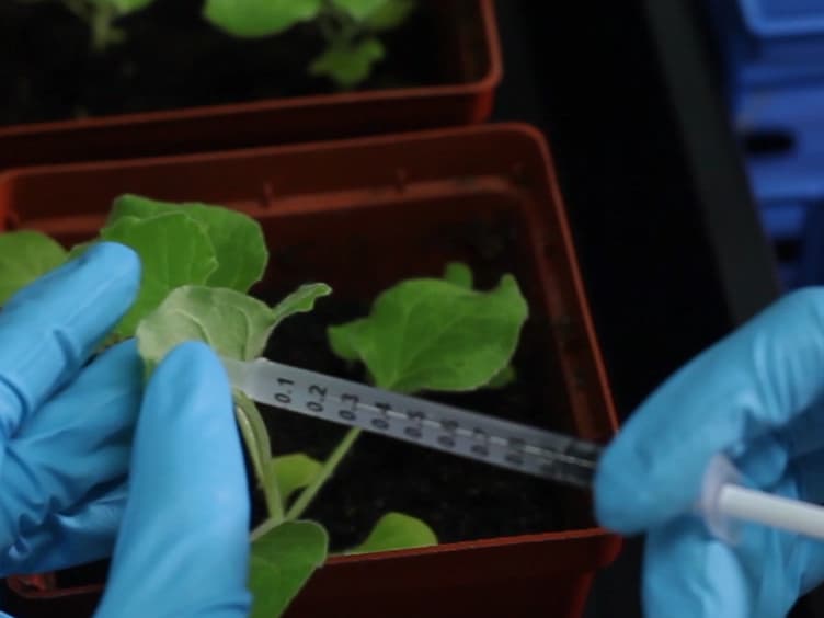 Luciferase Complementation Imaging Assay in <em>Nicotiana benthamiana</em> Leaves for Transiently Determining Protein-protein Interaction Dynamics