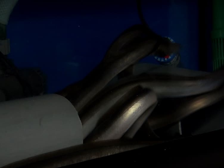 Handling and Treatment of Male European Eels Anguilla anguilla for Hormonal Maturation and Sperm Cryopreservation