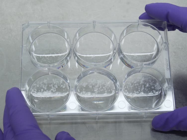 Streamlined 3D Cerebellar Differentiation Protocol with Optional 2D Modification