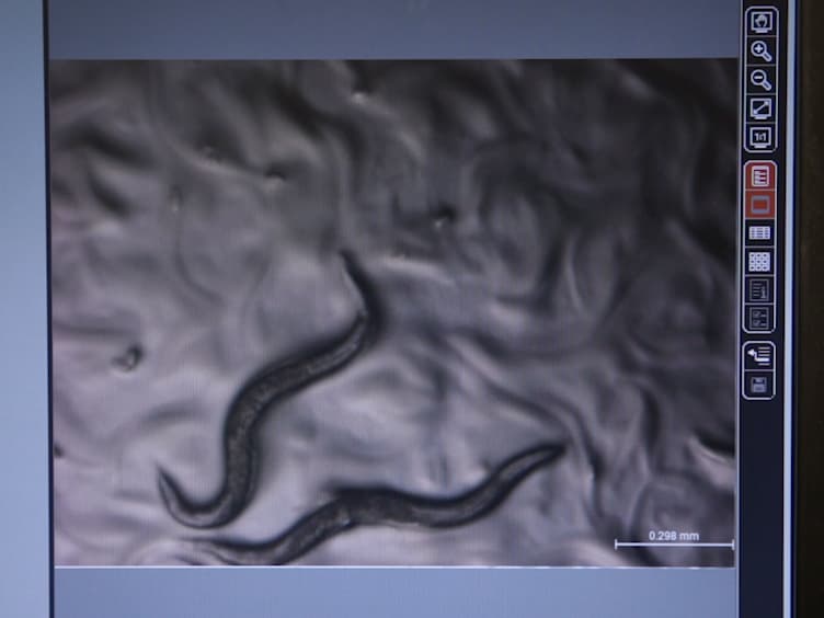 A Simple Method for High Throughput Chemical Screening in <em>Caenorhabditis Elegans</em>