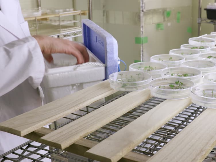 Quantification of Endogenous Auxin and Cytokinin During Internode Culture of Ipecac
