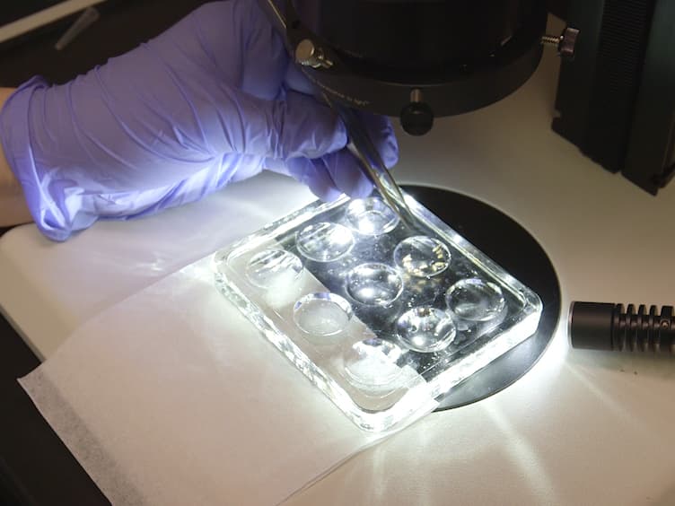 Monitoring Cell-to-cell Transmission of Prion-like Protein Aggregates in <em>Drosophila Melanogaster</em>