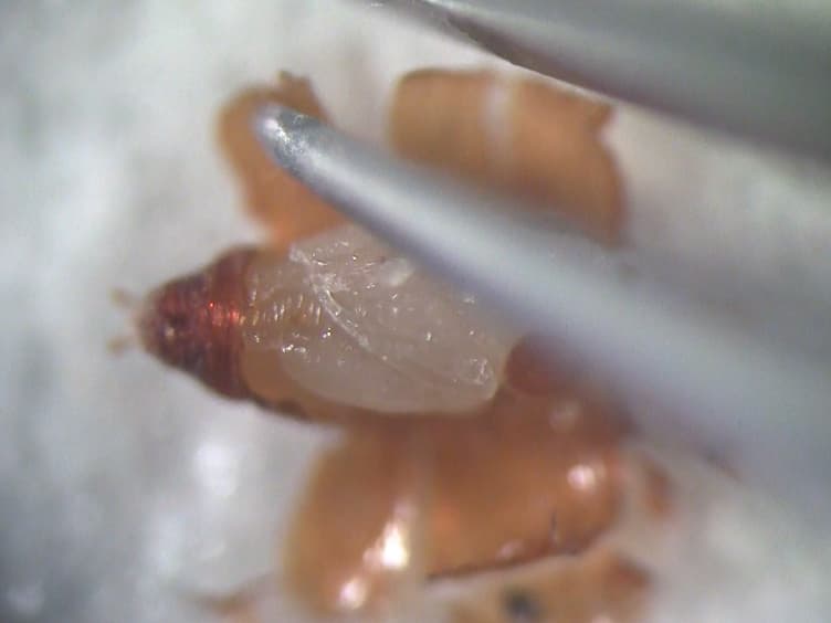 Methods for Staging Pupal Periods and Measurement of Wing Pigmentation of Drosophila guttifera