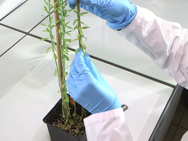 Visualizing Lignification Dynamics in Plants with Click Chemistry: Dual Labeling is BLISS!
