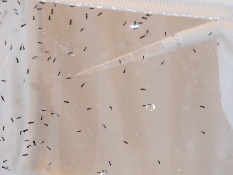 Embryo Microinjection and Transplantation Technique for Nasonia vitripennis Genome Manipulation