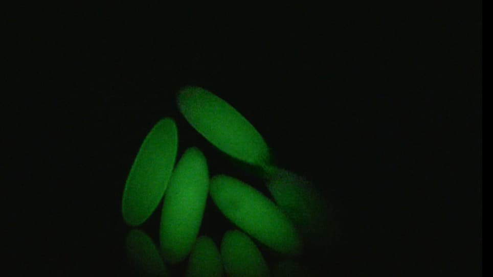 Generation of Genome-wide Chromatin Conformation Capture Libraries from Tightly Staged Early Drosophila Embryos