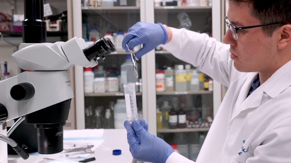 A Simple High Efficiency Protocol for Pancreatic Islet Isolation from Mice