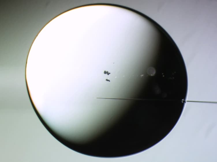 Zygotic Fluorescence Recovery After Photo-bleaching Analysis for Chromatin Looseness That Allows Full-term Development