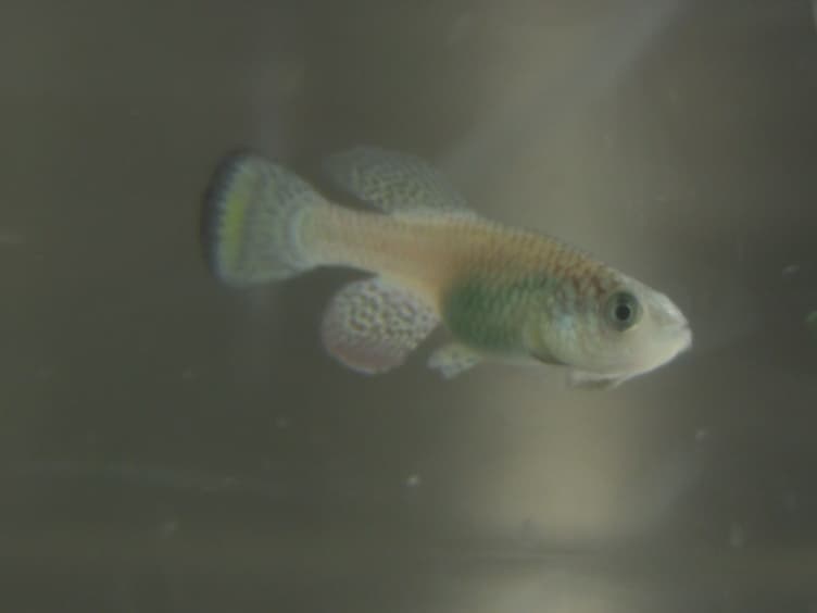A Protocol for Laboratory Housing of Turquoise Killifish (<em>Nothobranchius furzeri</em>)