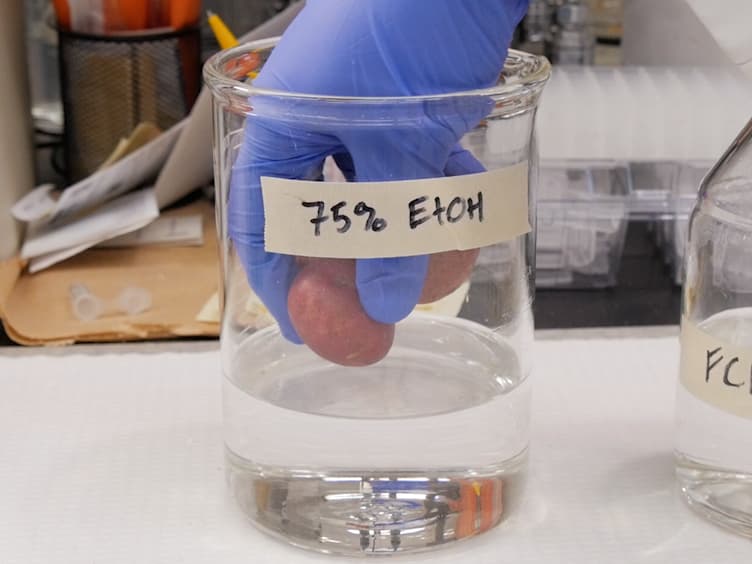 Measuring Endoreduplication by Flow Cytometry of Isolated Tuber Protoplasts