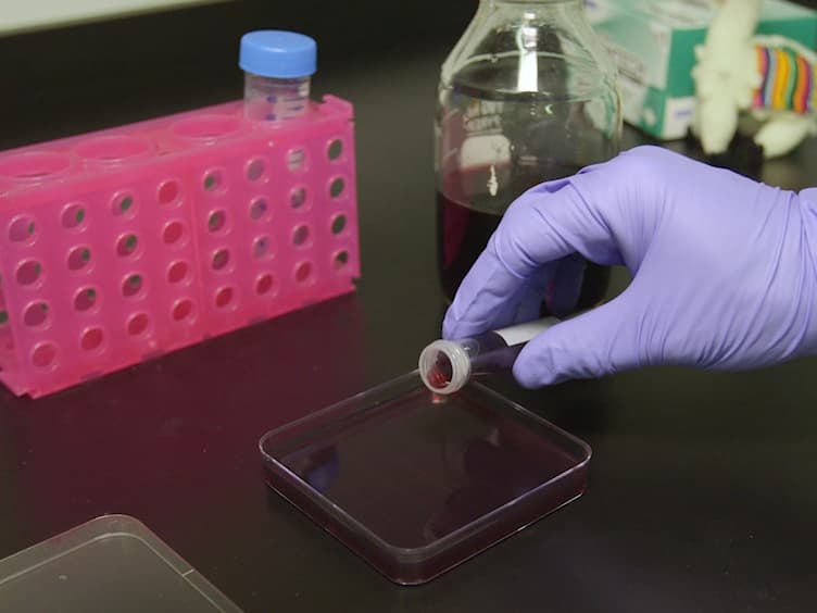 Paraffin Embedding and Thin Sectioning of Microbial Colony Biofilms for Microscopic Analysis