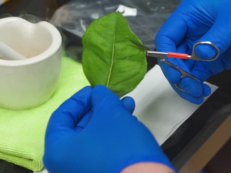 Specific and Accurate Detection of the Citrus Greening Pathogen <em>Candidatus liberibacter </em> spp. Using Conventional PCR on Citrus Leaf Tissue Samples