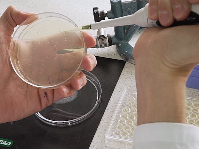 Testing the Role of Multicopy Plasmids in the Evolution of Antibiotic Resistance