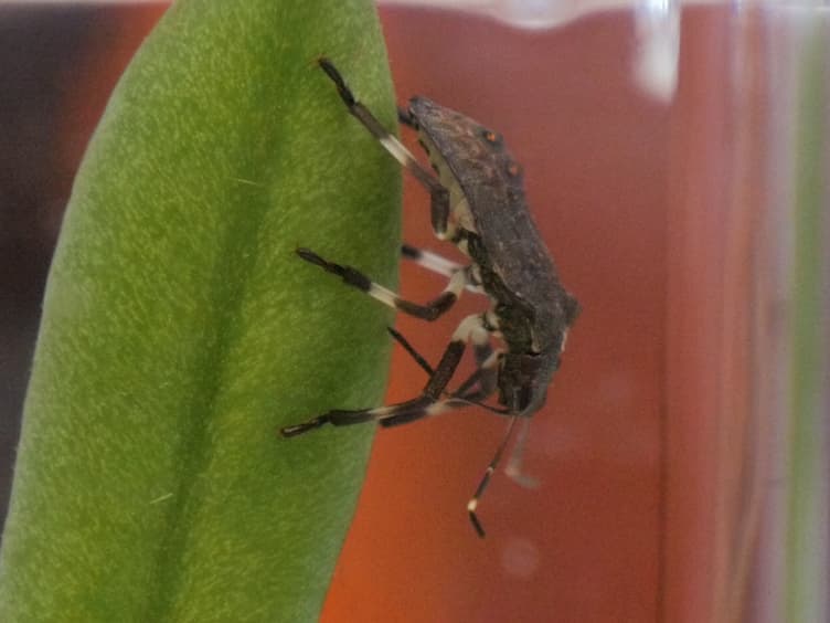 Double-stranded RNA Oral Delivery Methods to Induce RNA Interference in Phloem and Plant-sap-feeding Hemipteran Insects