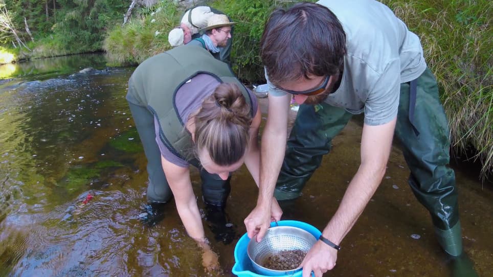 Bioindication Testing of Stream Environment Suitability for Young Freshwater Pearl Mussels Using In Situ Exposure Methods
