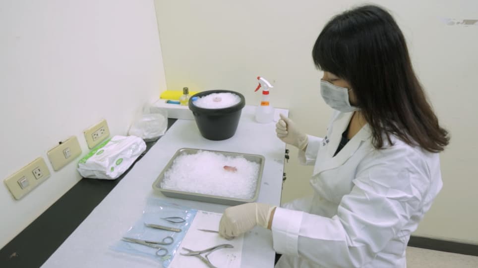 Dorsal Root Ganglia Isolation and Primary Culture to Study Neurotransmitter Release