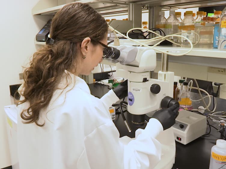 Whole Mount Immunofluorescence and Follicle Quantification of Cultured Mouse Ovaries