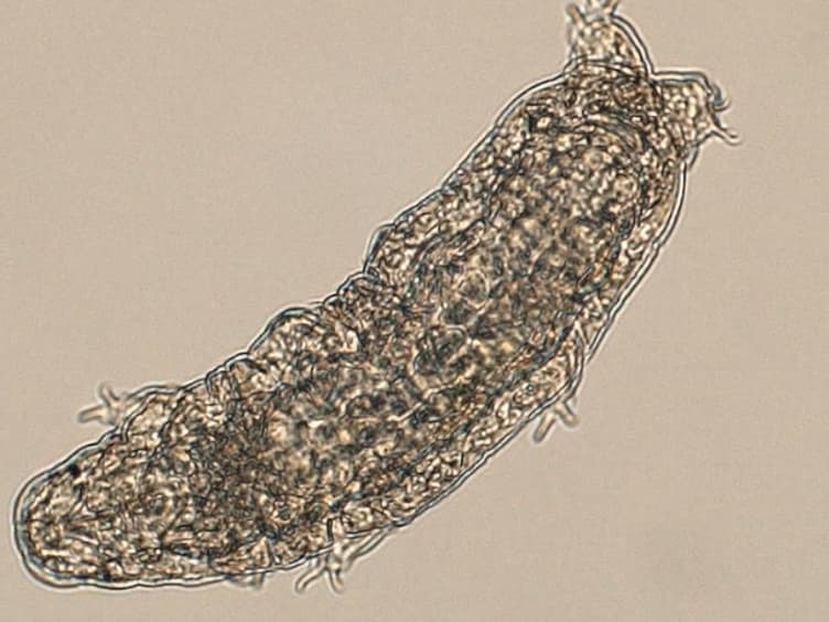 Ultralow Input Genome Sequencing Library Preparation from a Single Tardigrade Specimen