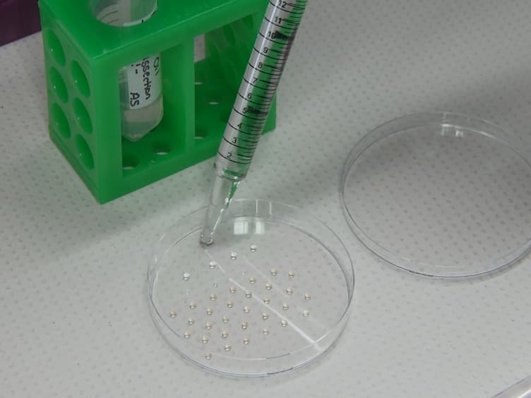 Investigating Teliospore Germination Using Microrespiration Analysis and Microdissection