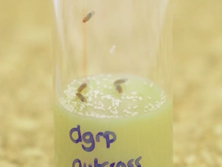 Oral Bacterial Infection and Shedding in <em>Drosophila melanogaster</em>