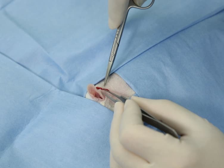 Surgical Labyrinthectomy of the Rat to Study the Vestibular System