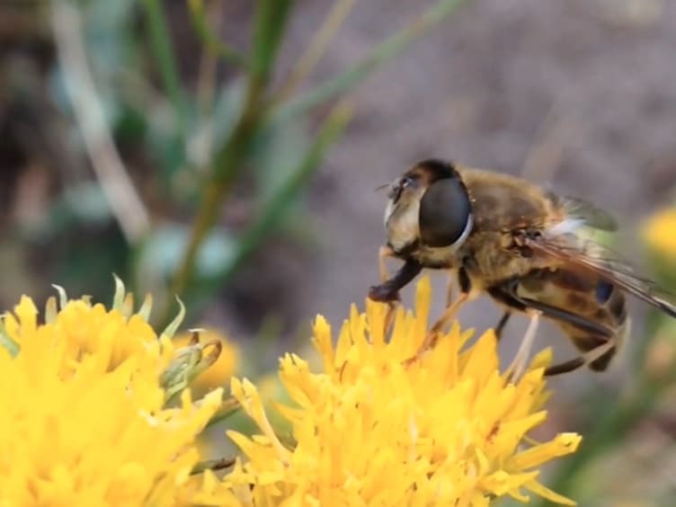 Rearing and Long-Term Maintenance of <em>Eristalis tenax</em> Hoverflies for Research Studies