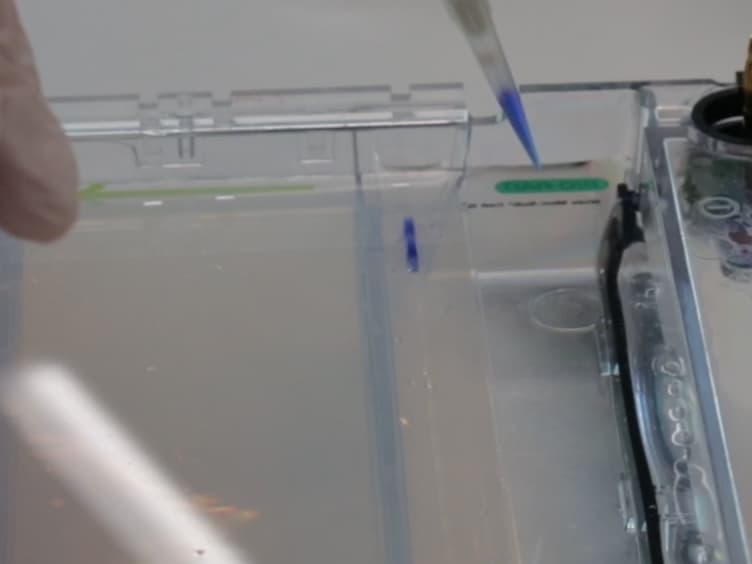 Methodology for Accurate Detection of Mitochondrial DNA Methylation