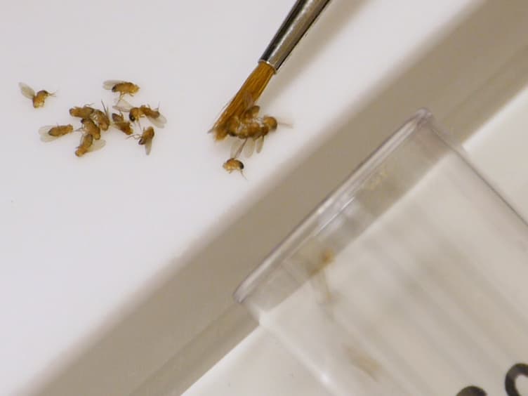 A Temperature Gradient Assay to Determine Thermal Preferences of <em>Drosophila</em> Larvae
