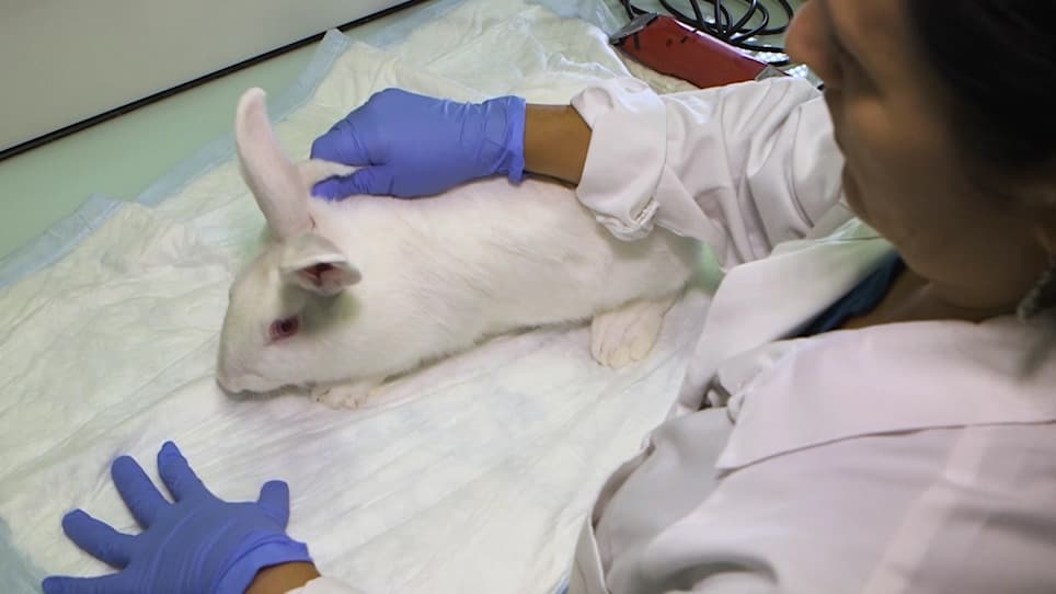 A Versatile Model of Hard Tick Infestation on Laboratory Rabbits