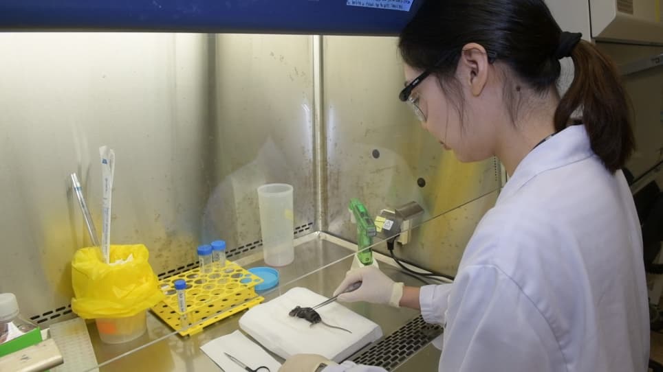 <em>In Vitro</em> Differentiation of Mouse Granulocyte-macrophage-colony-stimulating Factor (GM-CSF)-producing T Helper (T<sub>H</sub>GM) Cells