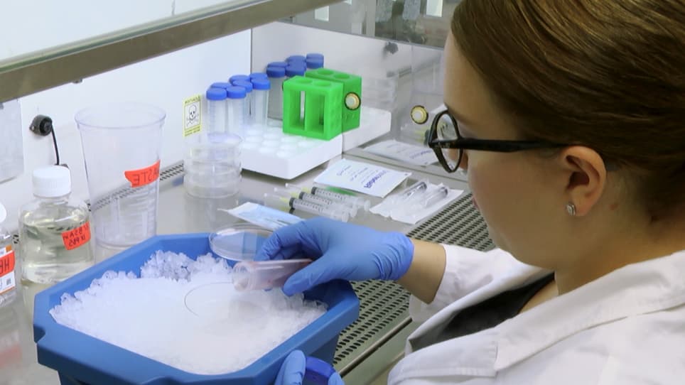 An Efficient Sieving Method to Isolate Intact Glomeruli from Adult Rat Kidney