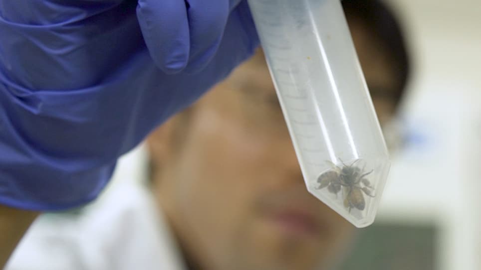 Detection of Phospholipase C Activity in the Brain Homogenate from the Honeybee