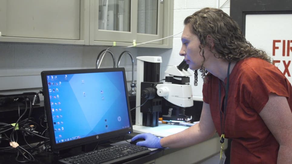 Measuring Hypopharyngeal Gland Acinus Size in Honey Bee (<em>Apis mellifera</em>) Workers