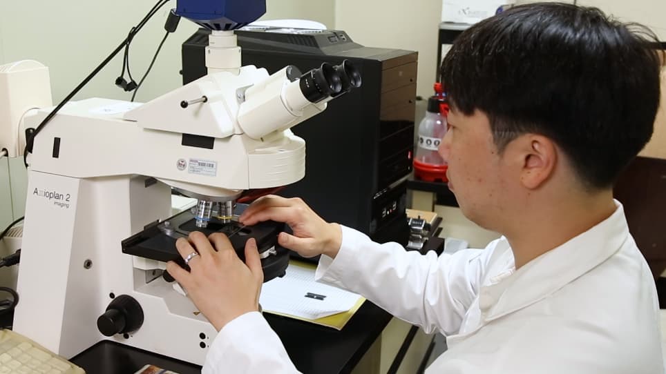 Studying Protein Import into Chloroplasts Using Protoplasts