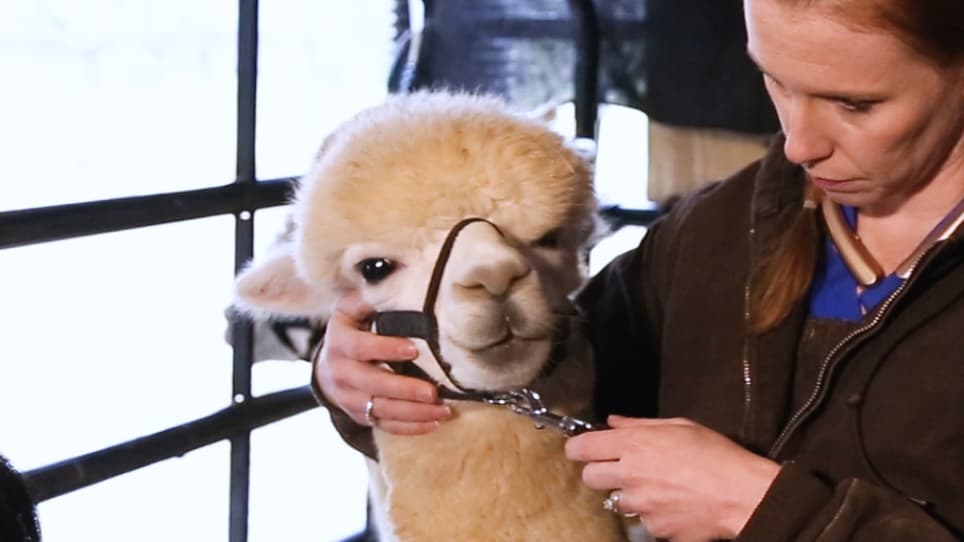 Immunization of Alpacas (Lama pacos) with Protein Antigens and Production of Antigen-specific Single Domain Antibodies