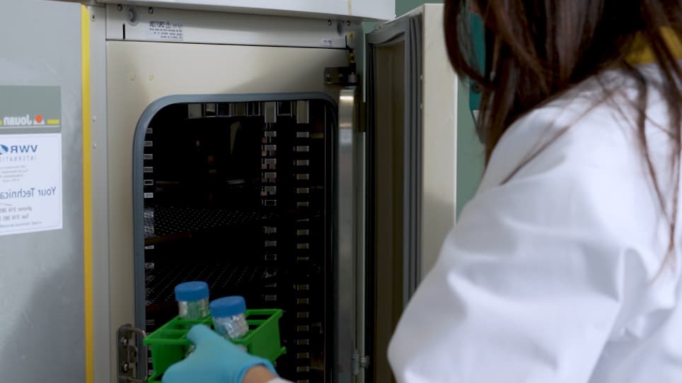An In Vitro Model of a Parallel-Plate Perfusion System to Study Bacterial Adherence to Graft Tissues