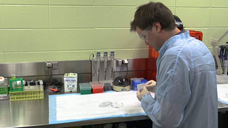 High-throughput Measurement of Gut Transit Time Using Larval Zebrafish