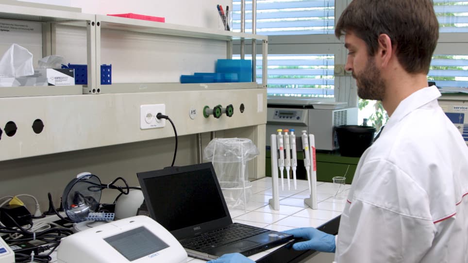 A Loop-mediated Isothermal Amplification (LAMP) Assay for Rapid Identification of Bemisia tabaci